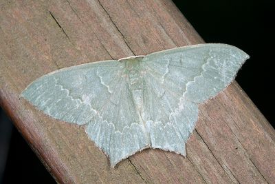 齒紋尖尾尺蛾 Maxates sinuolata 雌蟲
