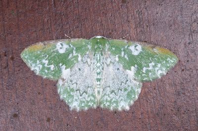 白波翠綠尺蛾 Eucyclodes divapala 雄蟲