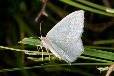 細白波紋突尾尺蛾 Jodis argentilineata 雌蟲