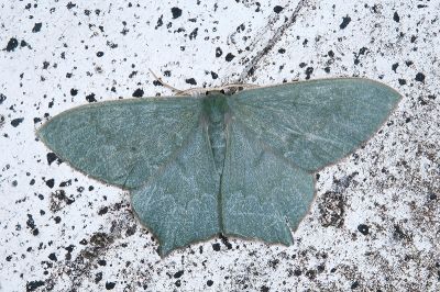 齒紋尖尾尺蛾 Maxates sinuolata 雄蟲
