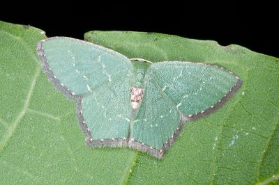 銹腰青尺蛾 Hemithea tritonaria 雌蟲