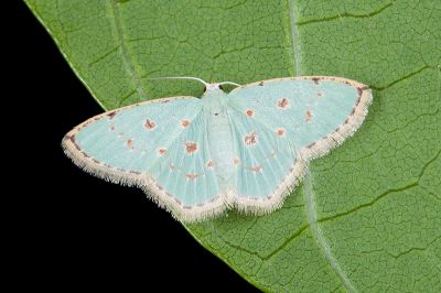 紅斑亞四目綠尺蛾 Comostola laesaria 雌蟲