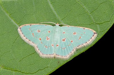 紅斑亞四目綠尺蛾 Comostola laesaria 雌蟲