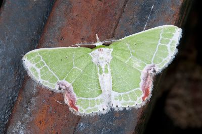 泉絲尺蛾 Protuliocnemis castalaria 雄蟲