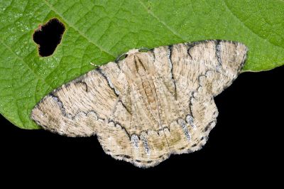 明線垂耳尺蛾 Lophophelma iterans onerosus 雄蟲
