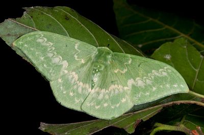 單點鐮翅青尺蛾 Tanaorhinus formosana 雄蟲