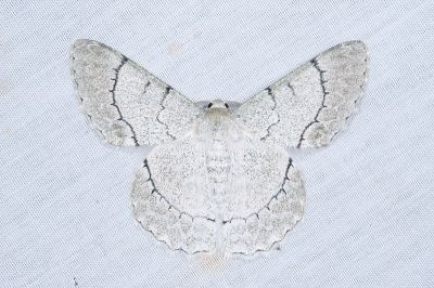 弧紋粉尺蛾 Pingasa alba alba 雄蟲