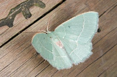 青仿銹腰尺蛾 Chlorissa distinctaria distinctaria 雄蟲
