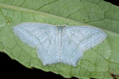 巒大山突尾尺蛾 Jodis rantaizanensis 雌蟲