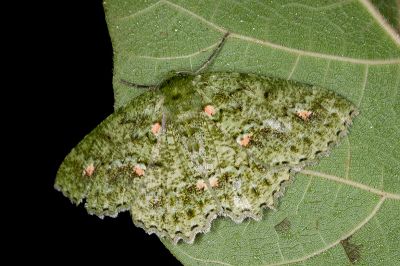 赭點粉綠尺蛾 Herochroma ochreipicta 雄蟲