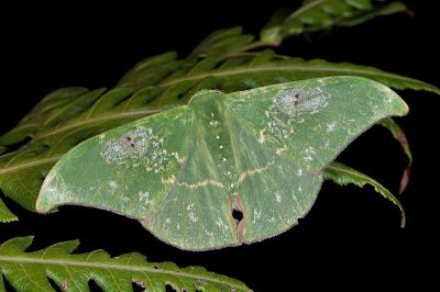 雙點鐮翅青尺蛾 Tanaorhinus viridiluteata 雄蟲
