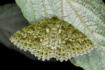 赭點粉綠尺蛾 Herochroma ochreipicta 雌蟲