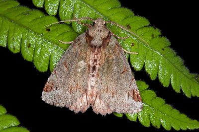 紫峰尺蛾 Dindica purpurata 雄蟲