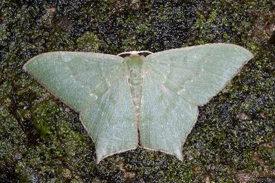 隱紋尖尾尺蛾 Maxates quadripunctata 雌蟲
