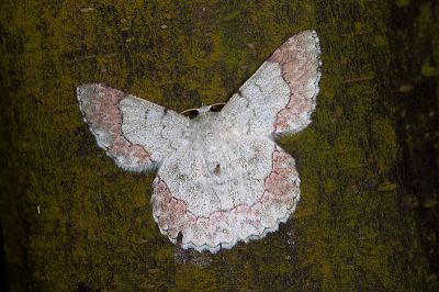 基黃粉尺蛾 Pingasa ruginaria pacifica 雄蟲