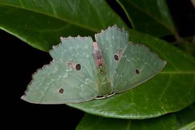 臺灣四眼綠尺蛾 Chlorodontopera taiwana 雌蟲