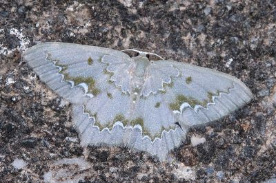 白波紋突尾尺蛾 Jodis inumbrata 雄蟲