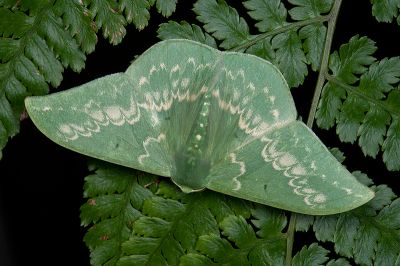 單點鐮翅青尺蛾 Tanaorhinus formosana 雄蟲