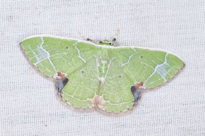 黑角綠尺蛾 Comibaena subdelicata 雄蟲