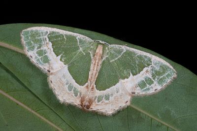 拉拉山翠尺蛾 Eucyclodes lalashana 雌蟲