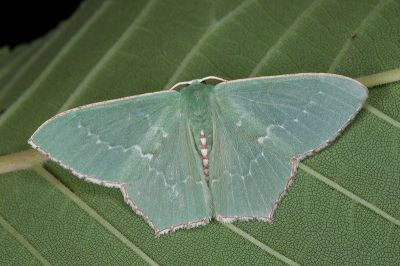 紅緣無繮青尺蛾 Hemistola simplex 雄蟲