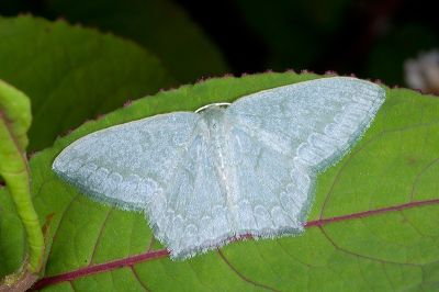 巒大山突尾尺蛾 Jodis rantaizanensis 雌蟲