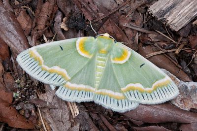 青輻射尺蛾 Iotaphora admirabilis 雄蟲