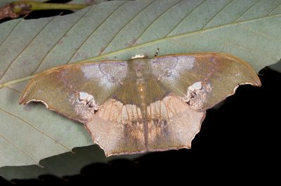 缺口鐮翅青尺蛾 Timandromorpha discolor 雄蟲