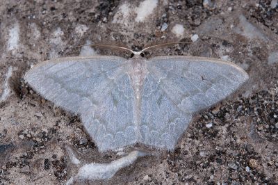 巒大山突尾尺蛾 Jodis rantaizanensis 雄蟲