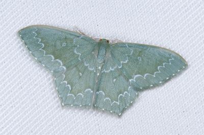 細白波紋突尾尺蛾 Jodis argentilineata 雄蟲