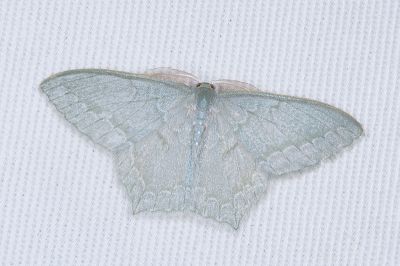 巒大山突尾尺蛾 Jodis rantaizanensis 雄蟲