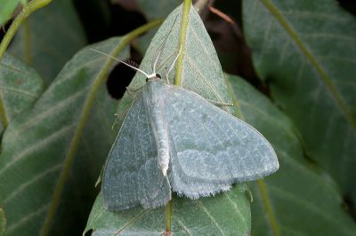 微尖尾尺蛾 Maxates glaucaria 雄蟲