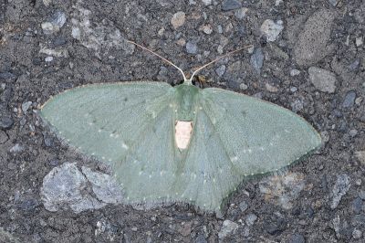 翠仿銹腰尺蛾 Chlorissa arcana 雌蟲