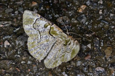 豆紋尺蛾 Metallolophia arenaria 雌蟲