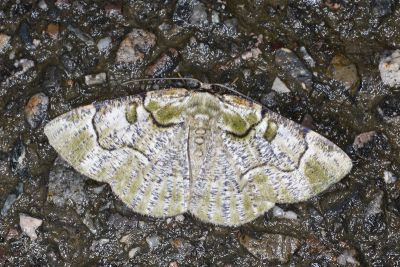豆紋尺蛾 Metallolophia arenaria 雌蟲