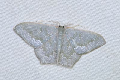 Jodis argentata 雄蟲