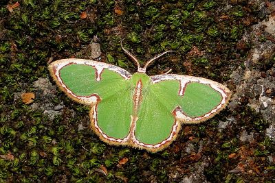 憶亞四目綠尺蛾 Comostola cedilla 雄蟲