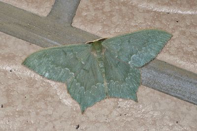 齒紋尖尾尺蛾 Maxates sinuolata 雄蟲