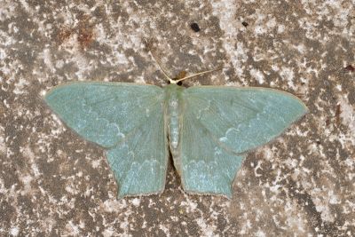 隱紋尖尾尺蛾 Maxates quadripunctata 雄蟲