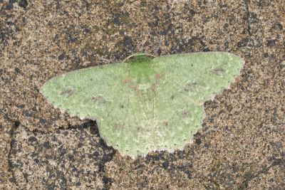 塔粉綠尺蛾 Herochroma cristata 雄蟲