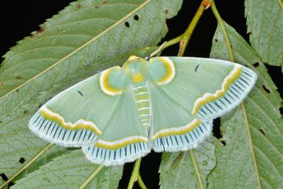青輻射尺蛾 Iotaphora admirabilis 雄蟲
