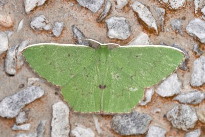 紅鋸青尺蛾 Oenospila flavifusata 雄蟲