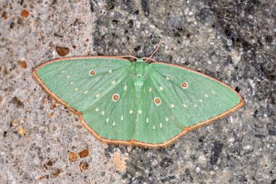 點亞四目綠尺蛾 Comostola ocellulata 雄蟲