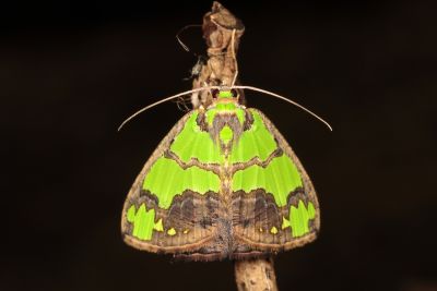 烏雲豔青尺蛾 Agathia hemithearia 雄蟲