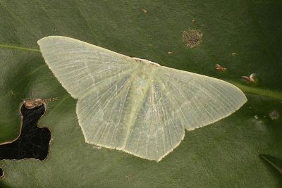 翡樟翠尺蛾 Thalassodes intaminata 雄蟲