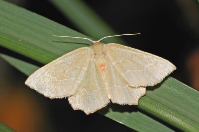 赤腳尺蛾 Culpinia diffusa 雄蟲