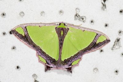 Y紋豔青尺蛾 Agathia laetata