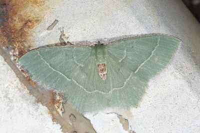 青仿銹腰尺蛾 Chlorissa distinctaria distinctaria 雌蟲