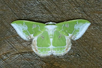 角翅絲尺蛾 Protuliocnemis falcipennis 雄蟲