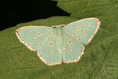 紅斑亞四目綠尺蛾 Comostola laesaria 雄蟲